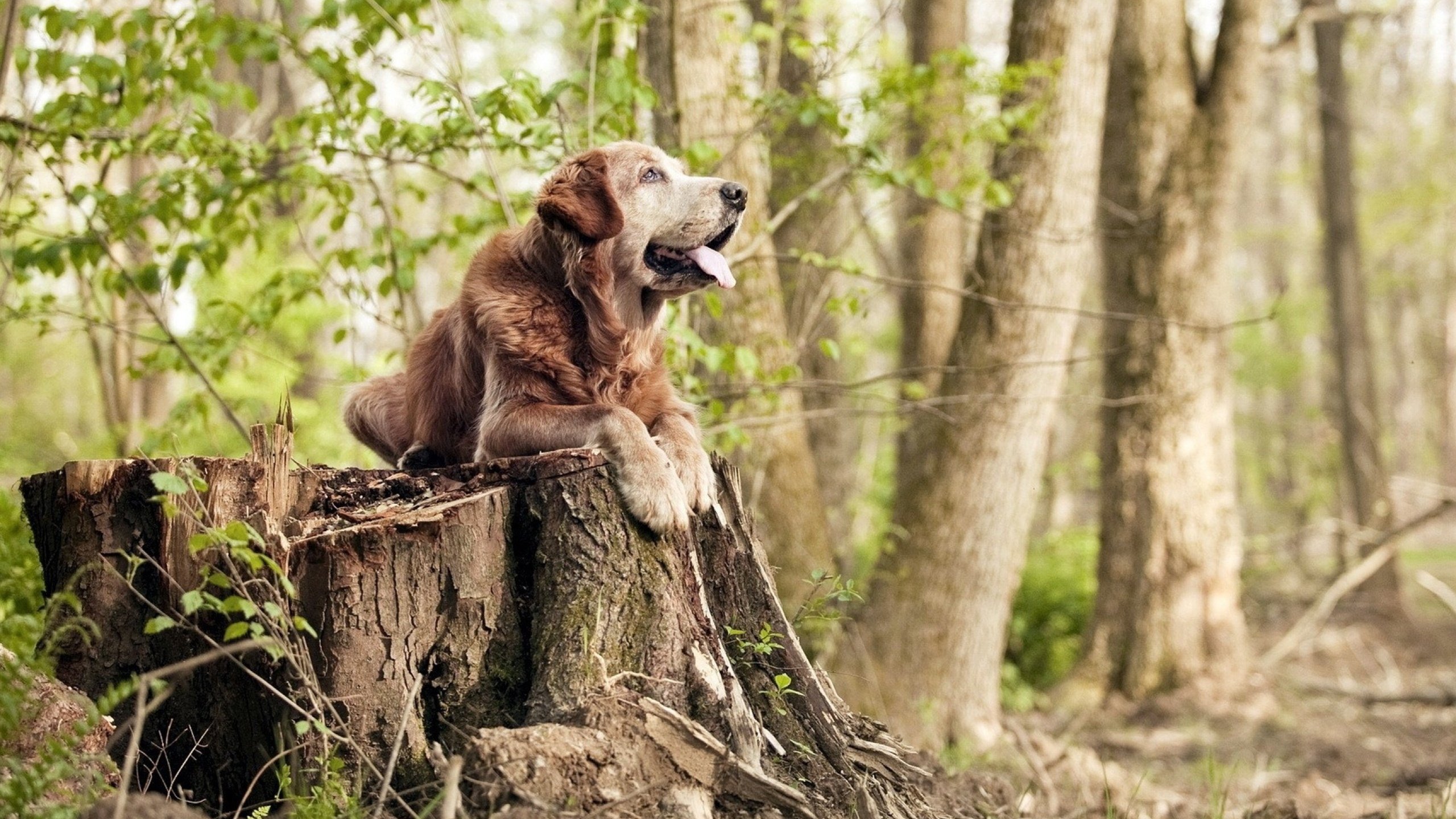 亚洲杯中国足球逆袭 球迷热情不减,足球亚洲杯中国队战绩