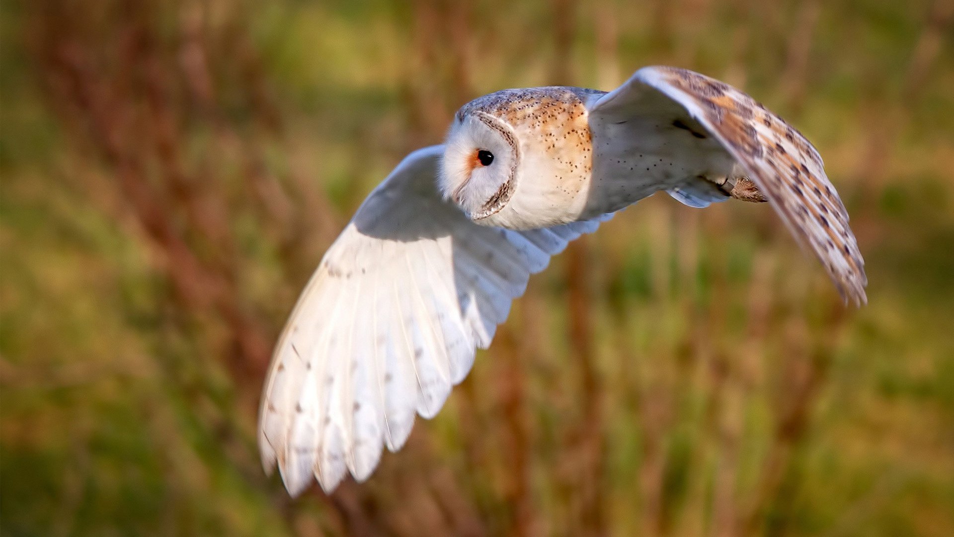 “2025世界运动会:高新体育中心举重赛让观众目瞪口呆”